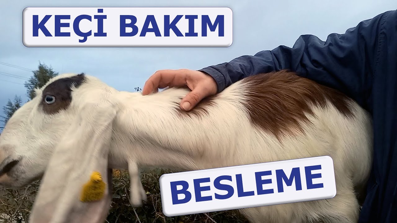 Keçi yetiştirme, keçiler ne yer?