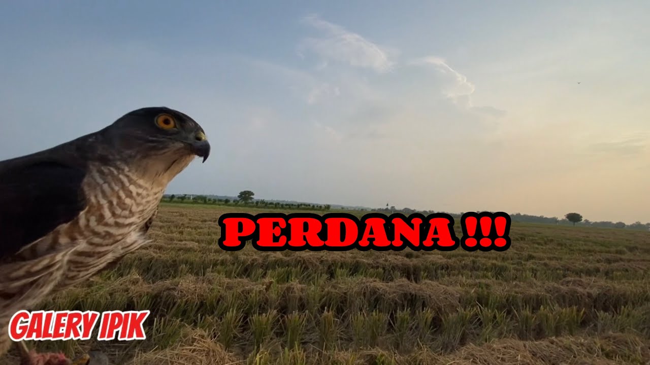 PERDANA !!! REAL HUNTING ALAP ALAP KABIT #newvideo #realhunting #alapalapkakibiting #newyoutube