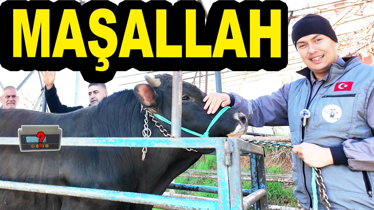 2026 KURBANLIĞIMIZI ALDIK, ALLAH KABUL ETSİN