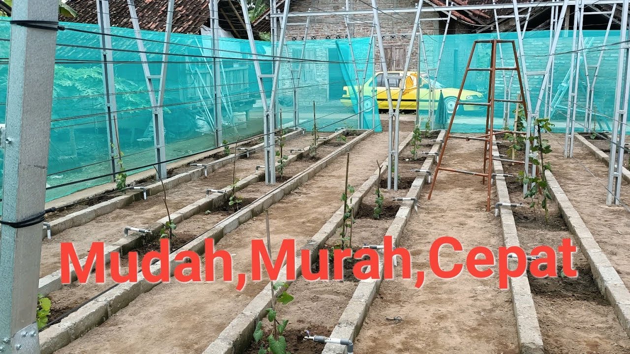 Cara Cepat Membuat Tralis Anggur