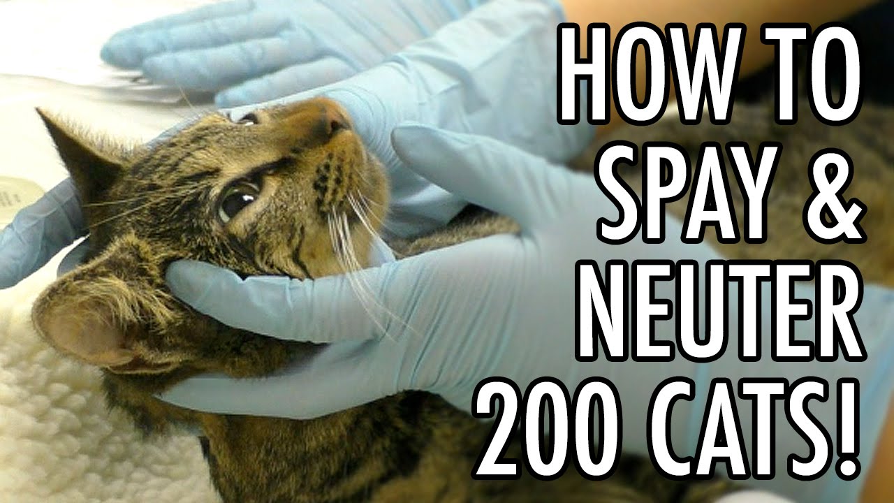 How To Spay & Neuter 200+ Feral Cats!