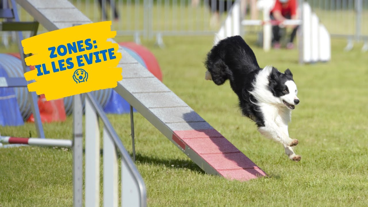ZONES : mon chien saute systématiquement la zone 😭