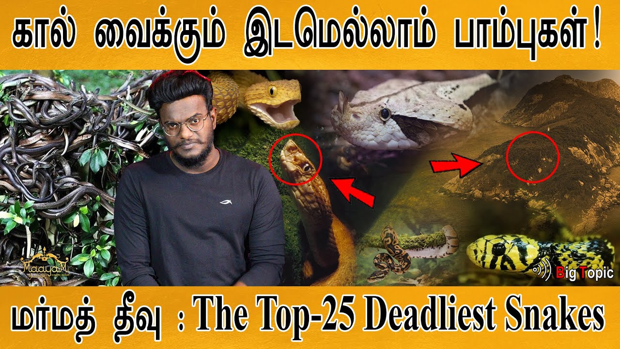 கால் வைக்கும் இடமெல்லாம் பாம்புகள்! | மர்மத் தீவு | The 25 Deadliest Snakes | Snake Island | KMK |