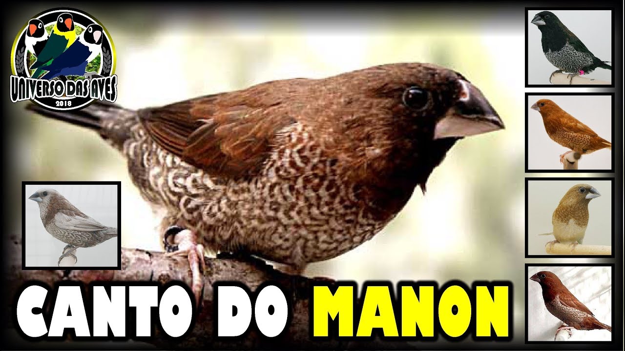 CANTO DO MANON PARA TREINAR SEU PÁSSARO