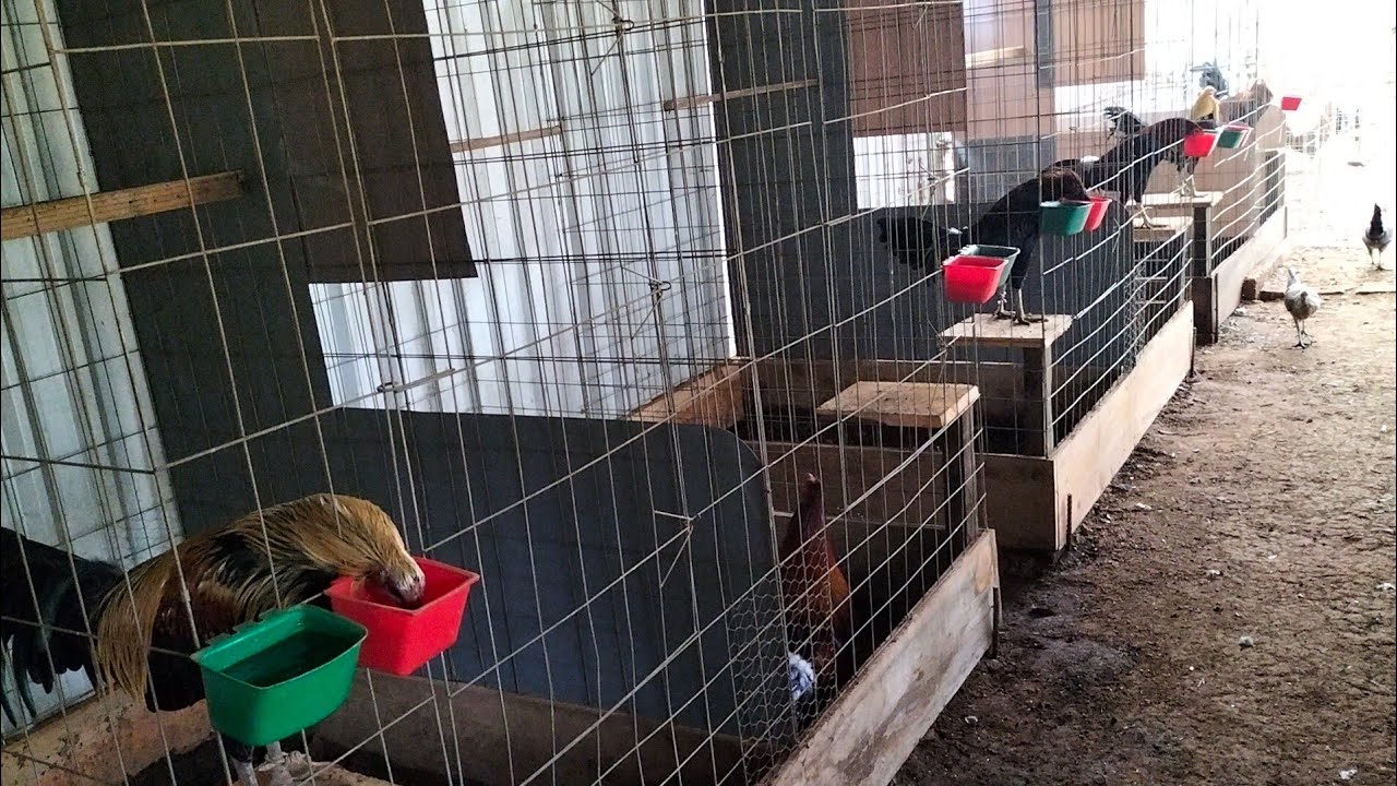 ENTRANDO OCTUBRE 🙏🐓🐓🐓