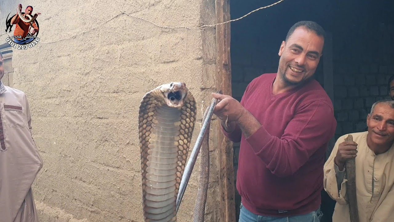 صيد كوبرا ضخمة من داخل احد البيوت مع مصطفى هجرس