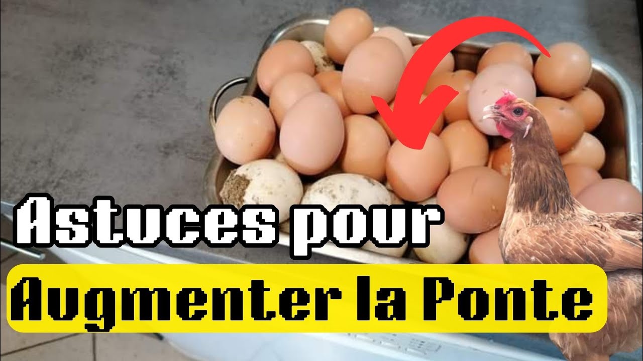 Comment augmenter la Ponte facilement ?
