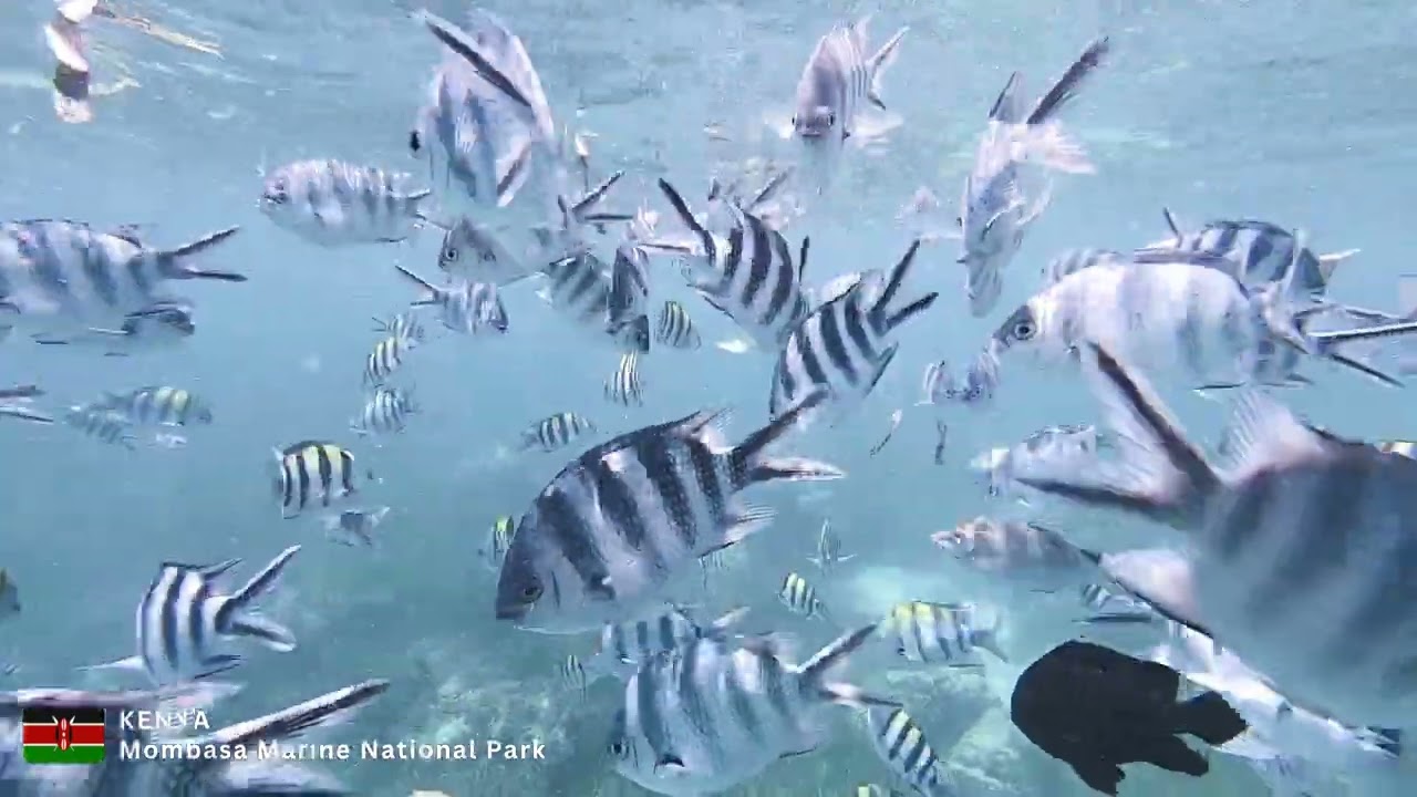 Fish Under Water | Indian Ocean | Mombasa Marine National Park #kenya #mombasa