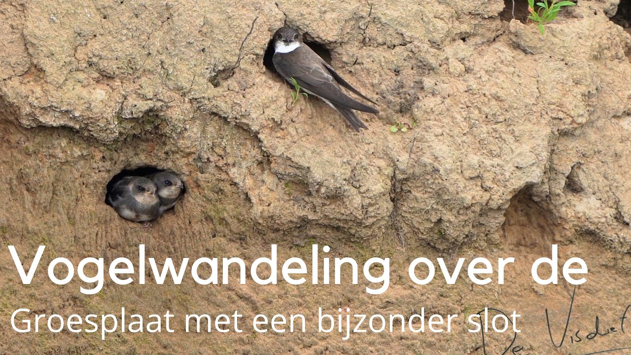 Vogelwandeling over de Groesplaat met een bijzondere apotheose #1573