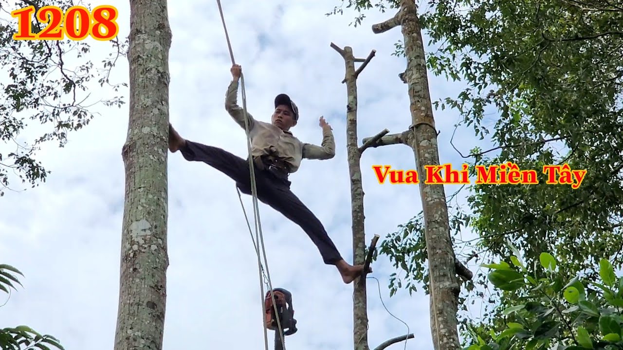 Em Cường chuyền liên tục qua nhiều cây Sao và cưa hạ gốc Cutting golden oak