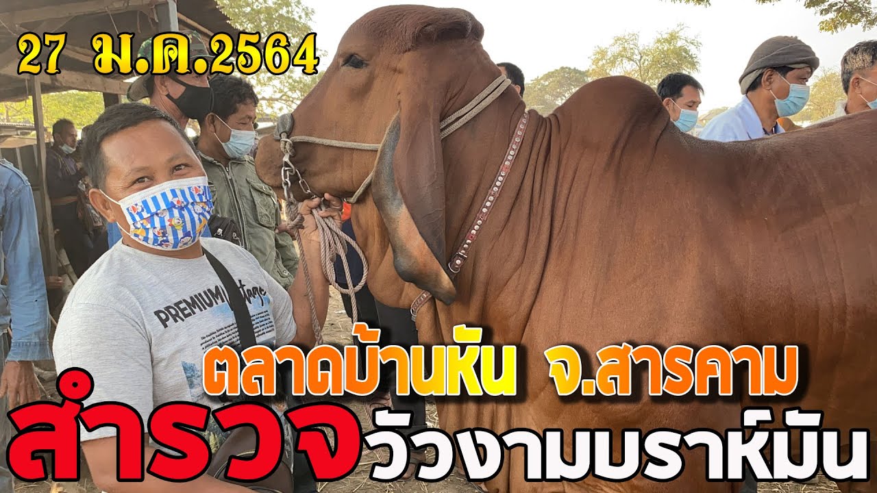 สำรวจราคาวัวงาม วัวสวยๆ ผลงานCY096 SK520 วัวเลี้ยง ตลาดบ้านหัน(27 ม.ค. 64)อ.เมือง จ.สารคาม