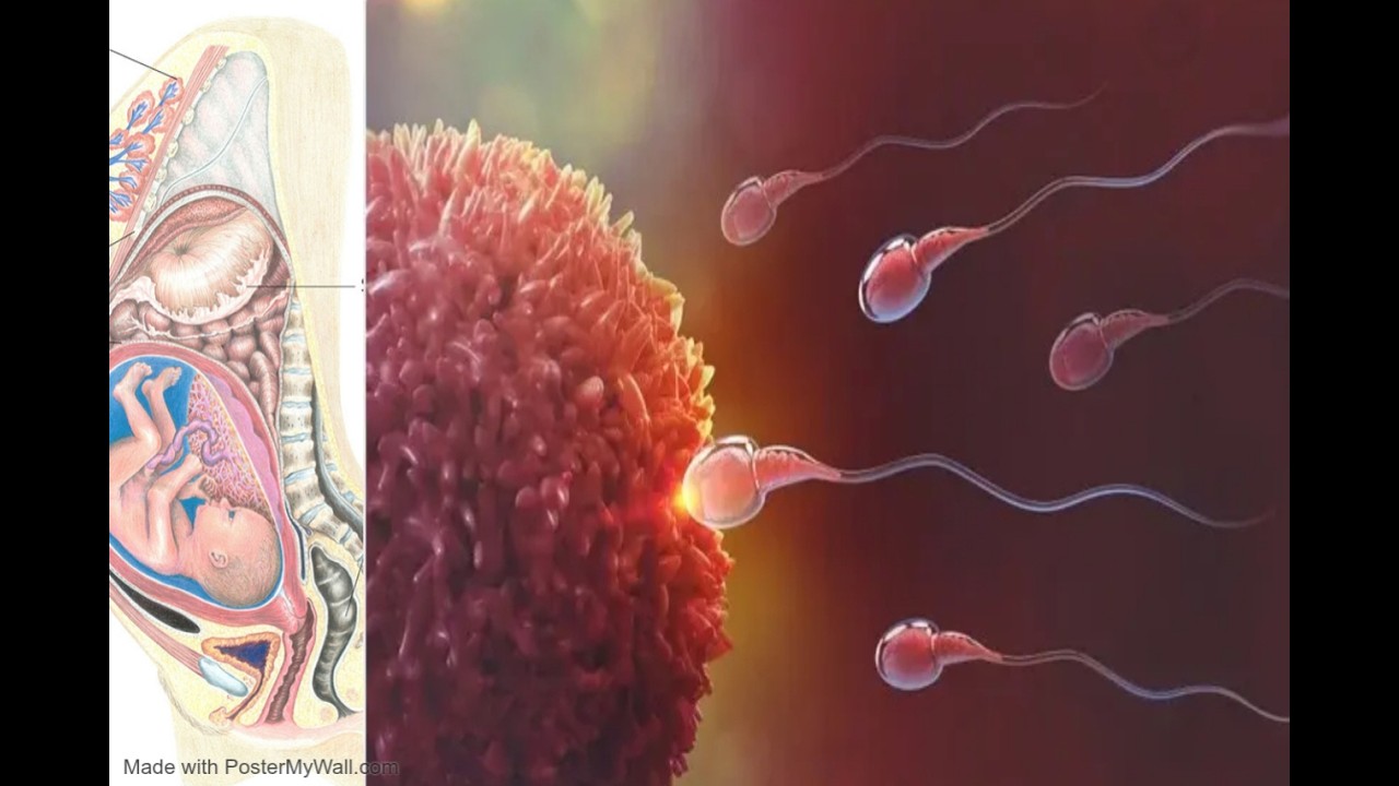 THE SECRET ABOUT THE SEED OF MEN