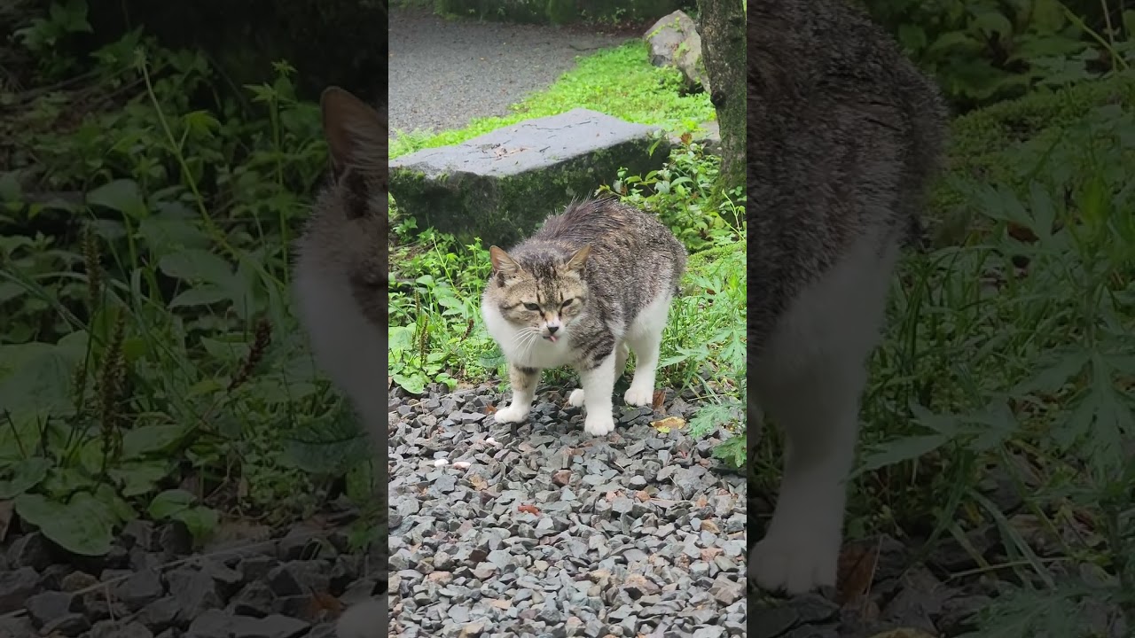 [번외] 우중캠핑 중 만난 산속고냥이 비 먹방