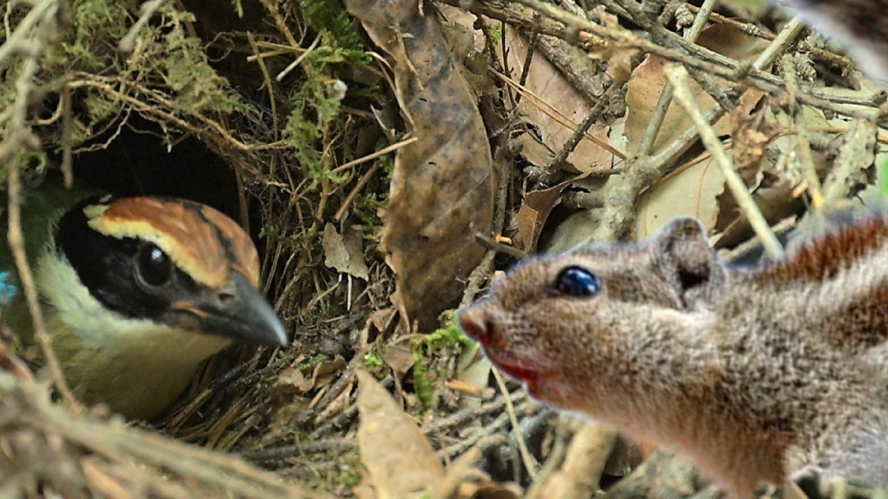 팔색조 둥지를 노리는 다람쥐!! 그 결과는? A squirrel aiming at the fairy pitta nest, what will be the result?