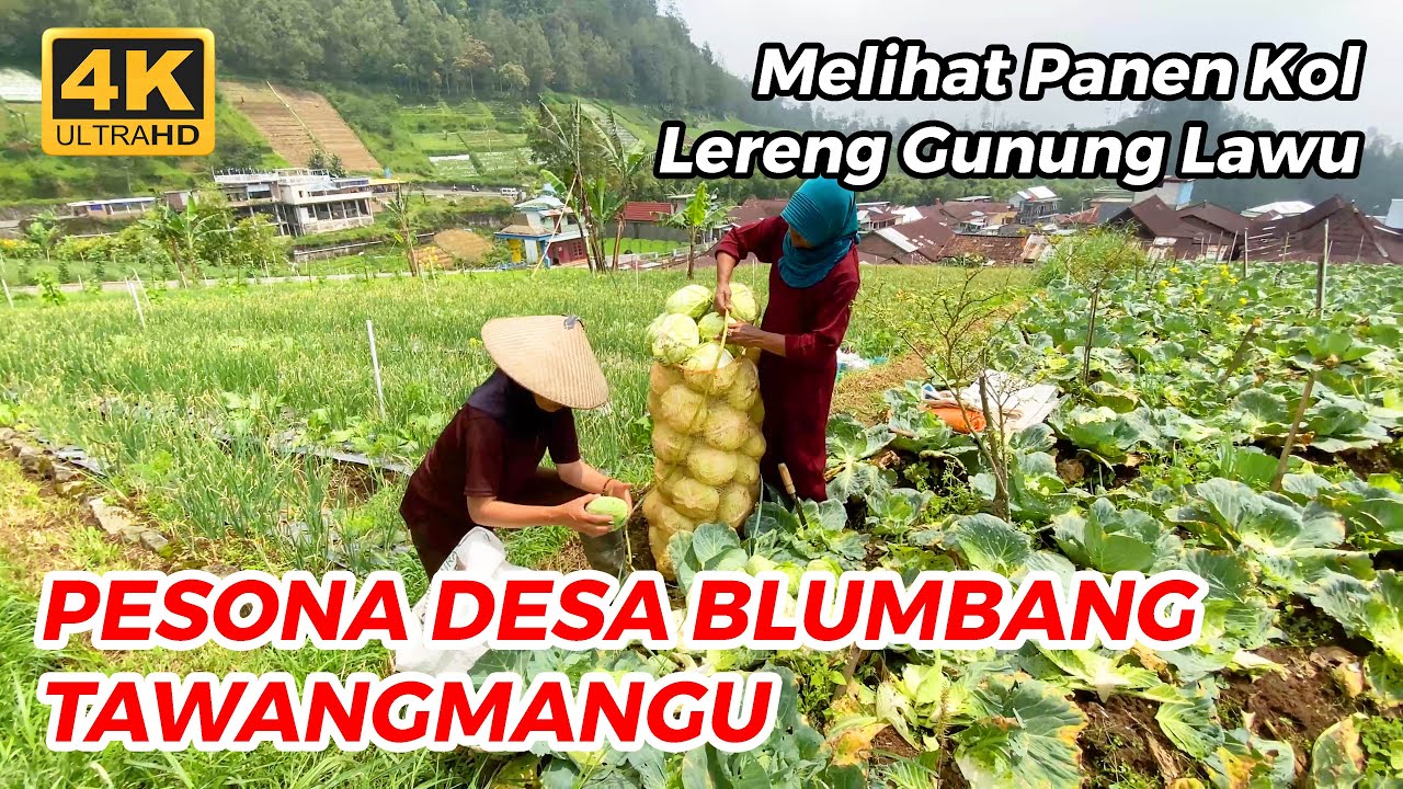PETANI SAYUR LERENG GUNUNG LAWU