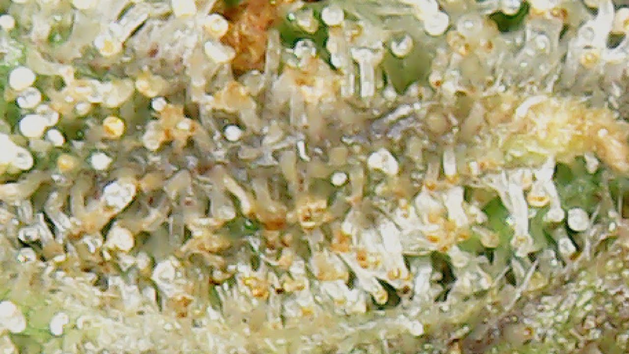 Best time to harvest - Trichomes magnified