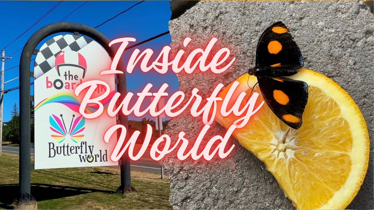 Inside Butterfly World, Moncton | New Brunswick