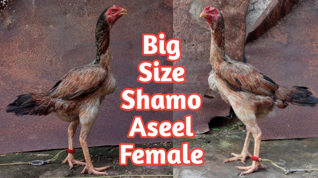 Big Size Shamo Aseel Female