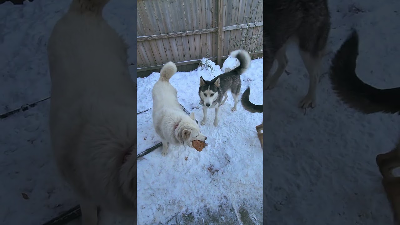 Husky tried to reclaim toy turkey! Genuine Husky Bros play time!