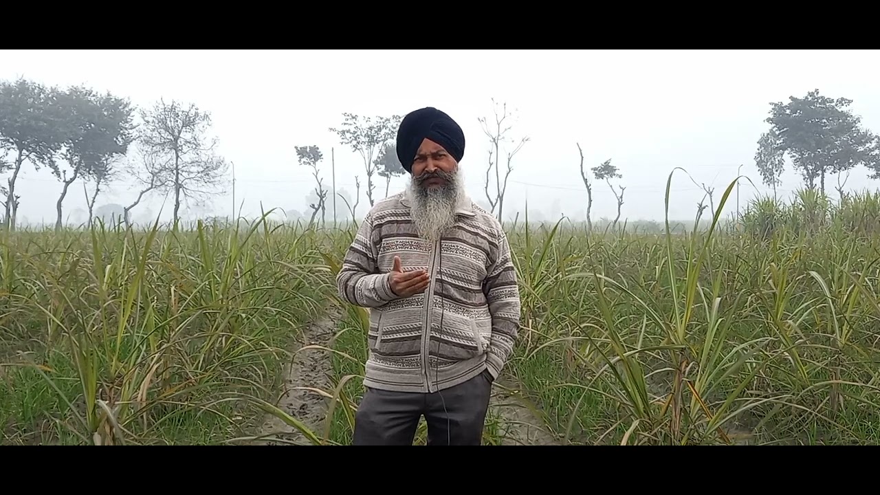 How to get bumper intercrop of garlic in sugarcane