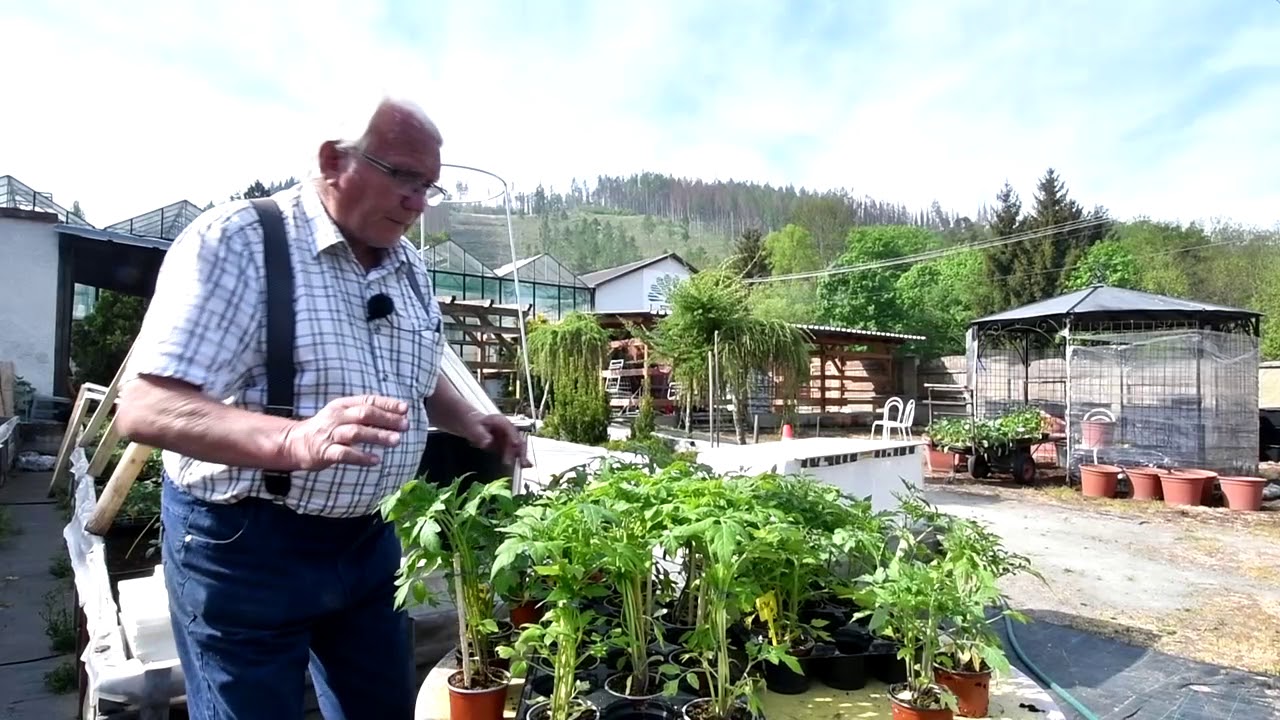 Rajčata tři v jednom