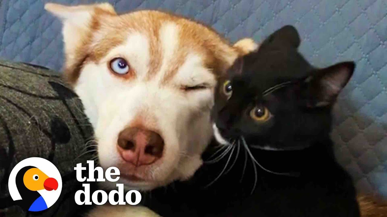 Tiny Kitten Tackles Giant Husky When He's Fully Grown  | The Dodo