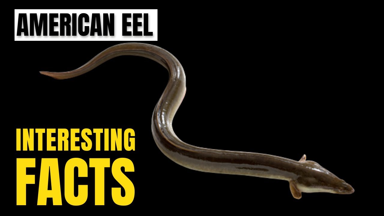 Amazing facts of American Eel | Interesting Facts | The Beast World