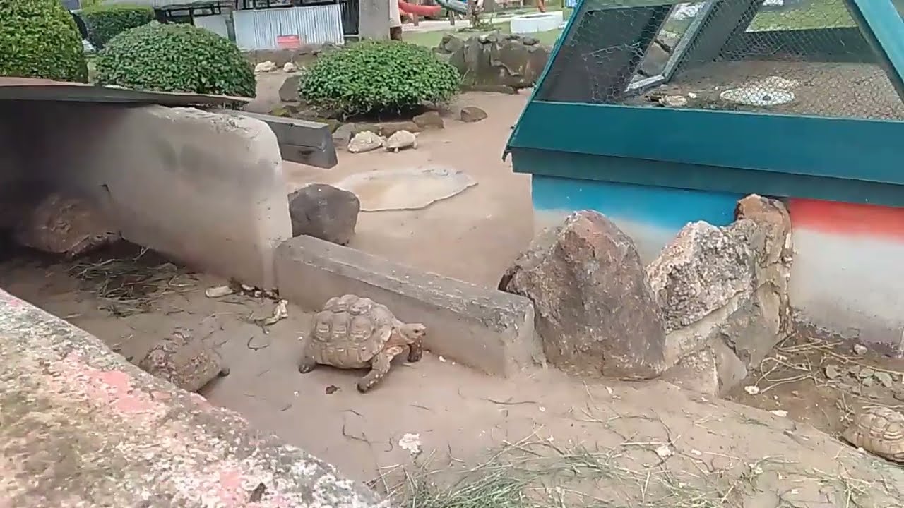 Wow!! Look the most Attractive bird in  Africa and it's hygiene,lwijisyo at zoo