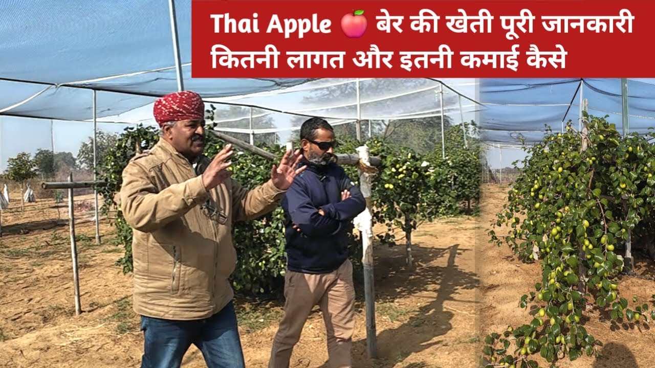 Thai Apple 🍎 बेर की खेती पूरी जानकारी। कितनी लागत और इतनी कमाई कैसे 🤑। Farming guru ji