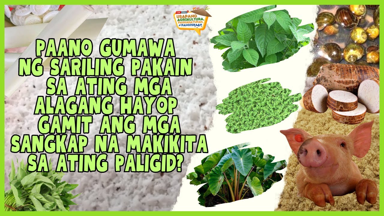 Paano Gumawa ng Sariling Pakain sa mga Alagang Hayop Gamit mga Sangkap na Makikita sa Ating Paligid?