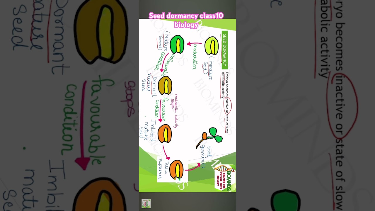 Seed dormancy ||class10|| biology