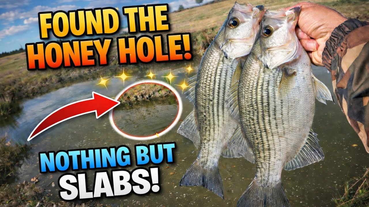 I Found the Honey Hole… NOTHING But White Bass Slabs!