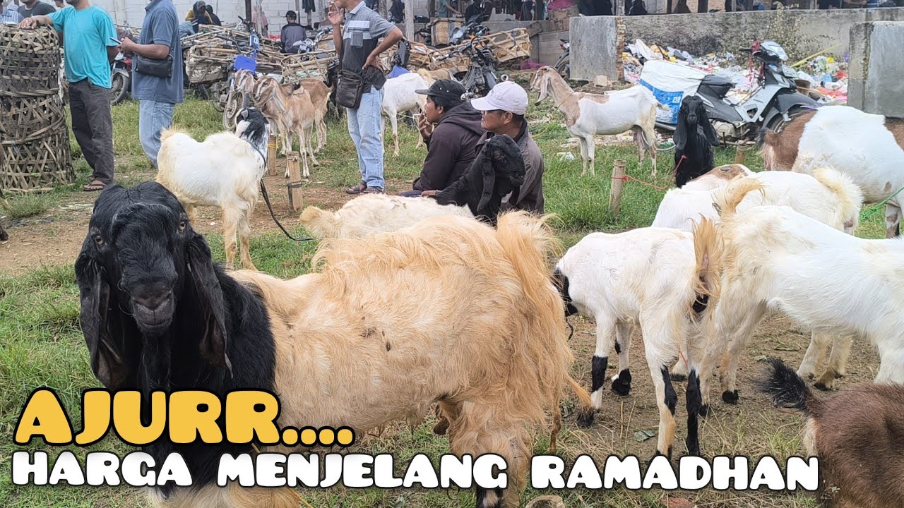 Ajurrrr... Menjelang Ramadhan Harga Kambing di pasar Sukanegara