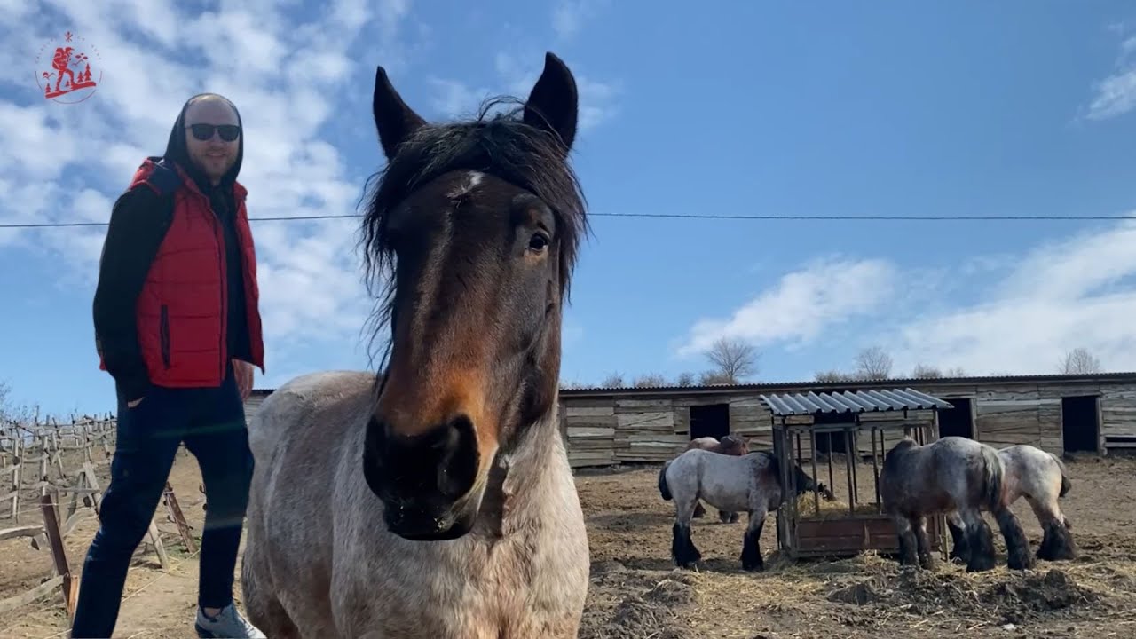 Călătoriile cu Gust te invită la herghelia de cai din satul Merei, raionul Anenii Noi