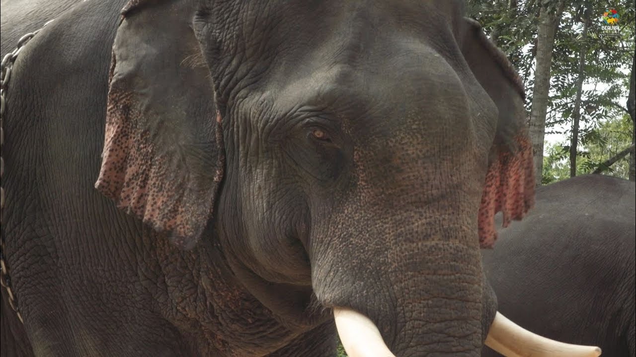 Beauval Nature raconte... au Myanmar !