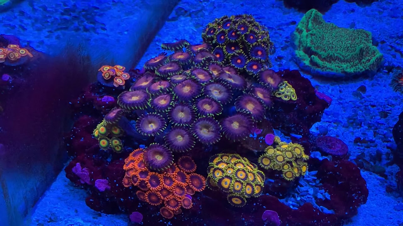 How to grow Zoas (my method)