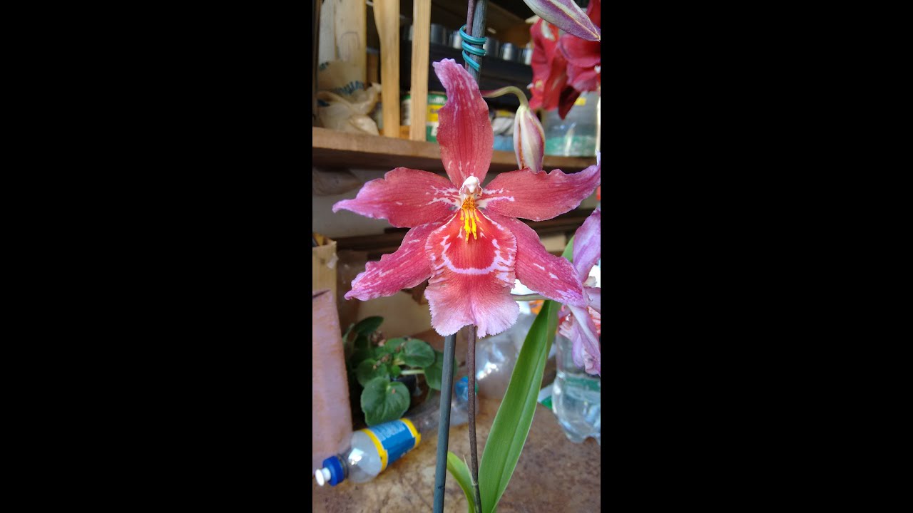 MULTIPLICAÇÃO DE ODONTOGLOSSUM E SEU SUBSTRATO