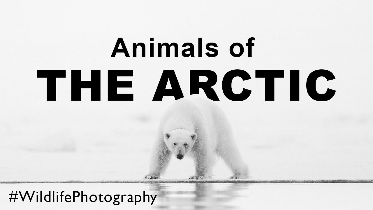 Wildlife Photography Expedition to Svalbard - A Cinematic Journey #expedition #Svalbard #polarbears