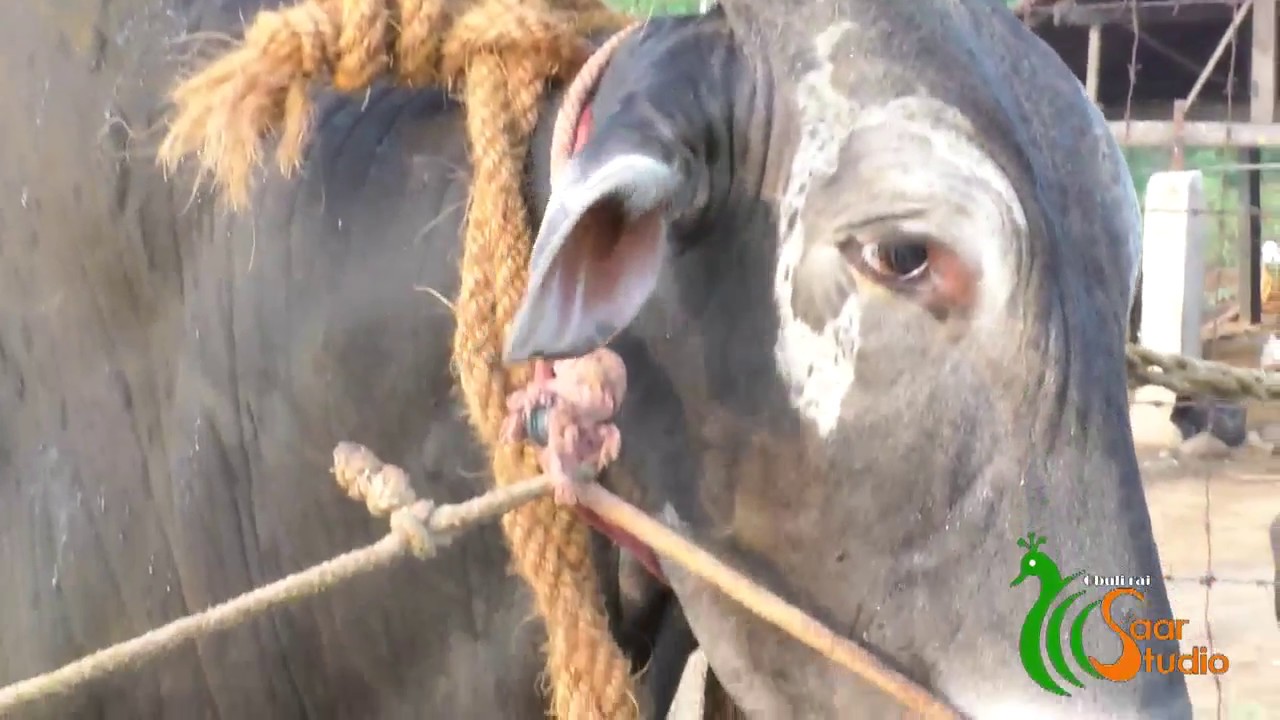 S.NATTAMANGALAM JALLIKATTU VIDEO SONG