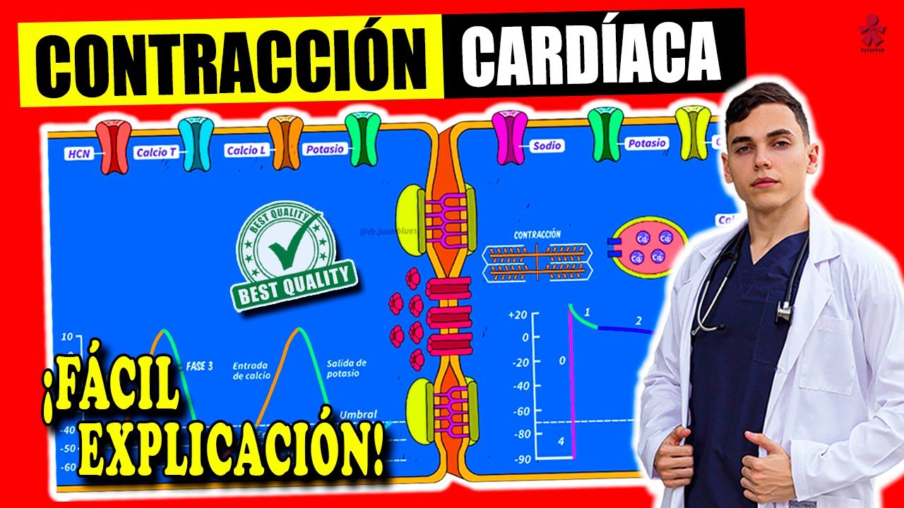 CONTRACCIÓN DEL MÚSCULO CARDIACO : Acoplamiento, Excitación, Potencial acción - FISIOLOGÍA CARDIACA