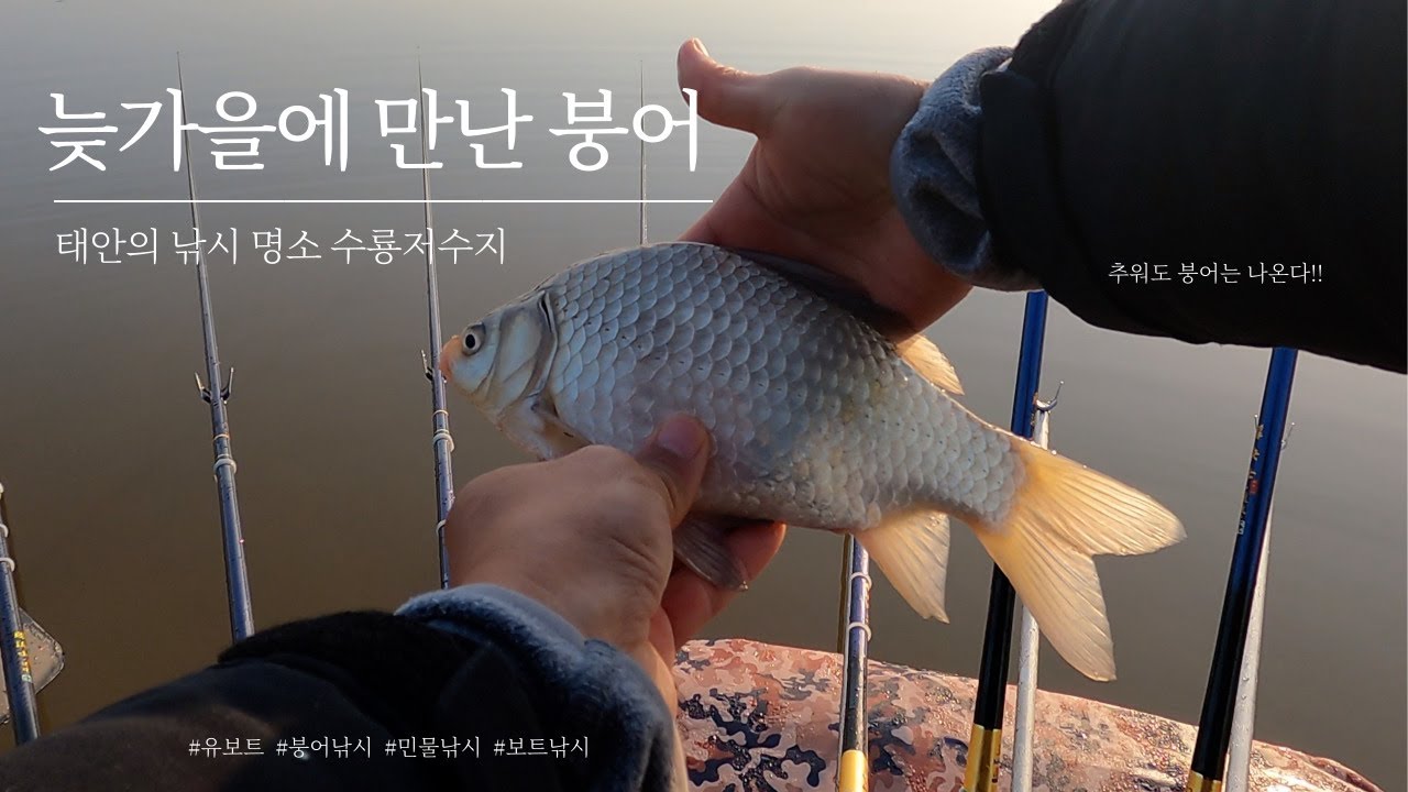 [붕어낚시보트] 태안 붕어낚시의 명소! 수룡저수지를 찾아가보자! 팔 아픈 손맛!