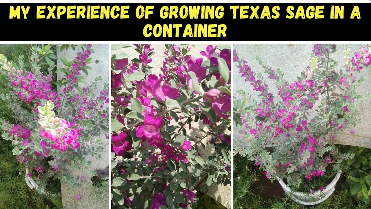 My Personal Experience of Growing Texas Sage Plant in a Container