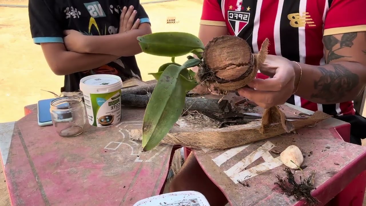 🪵 APRENDA A COMO PLANTAR UMA ORQUÍDEA NO TRONQUINHO OU MADEIRA 🪵