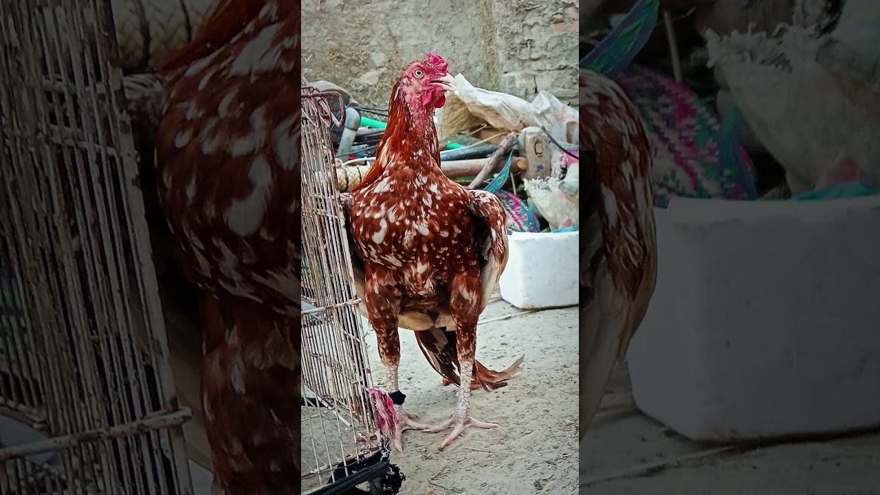 Pure Cheena aseel Murga Mianwali breed 