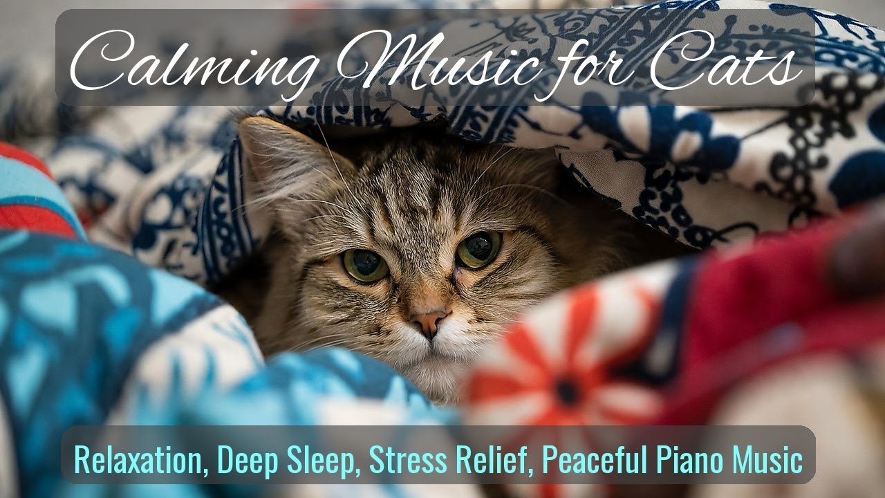 LIVE Relaxing Sleeping Cats All Night Long 🌙 | Season 52