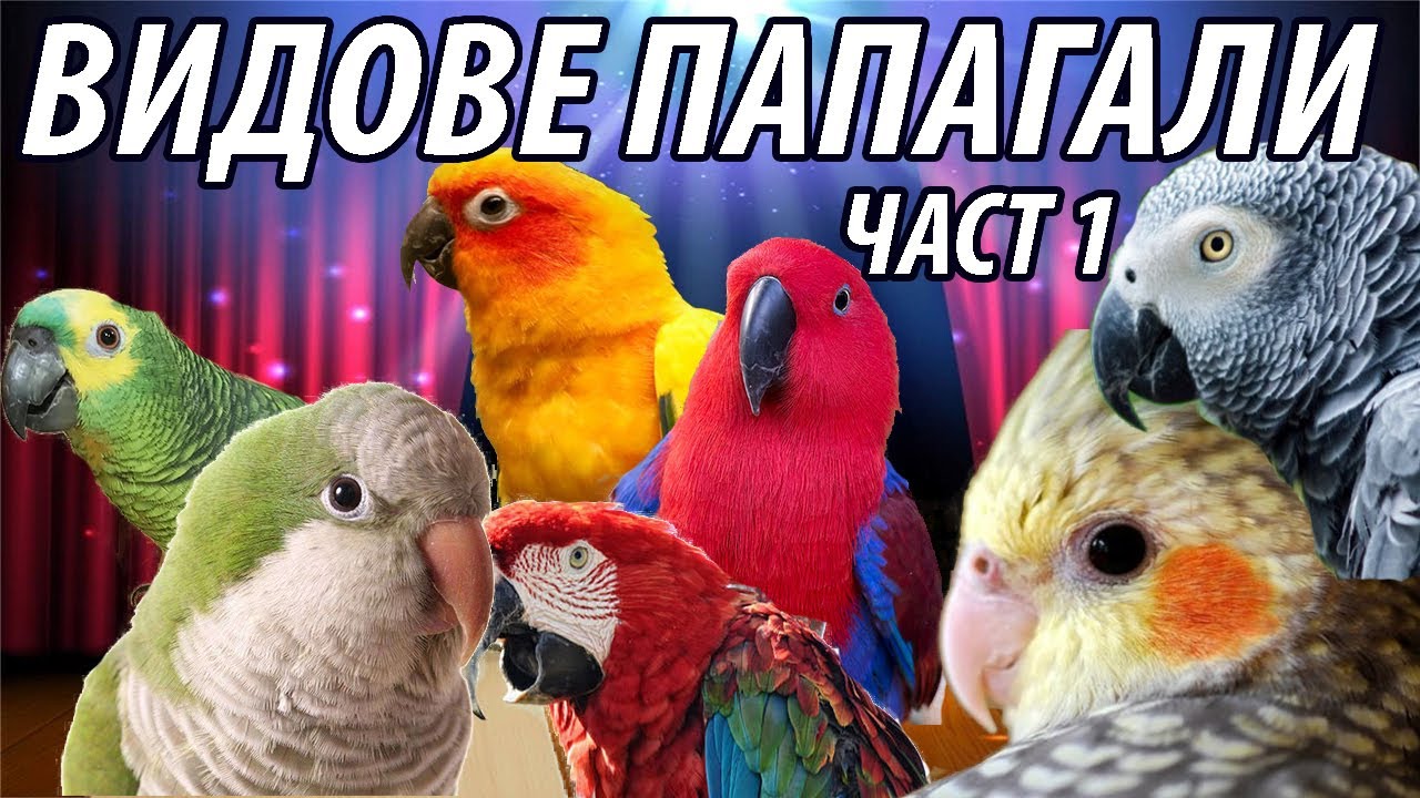 Видове папагали. Какъв папагал да изберем? Част 1