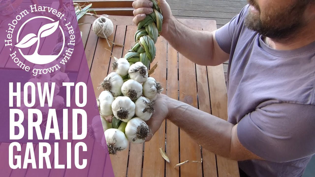 How to braid garlic (including when to pick & how to clean)