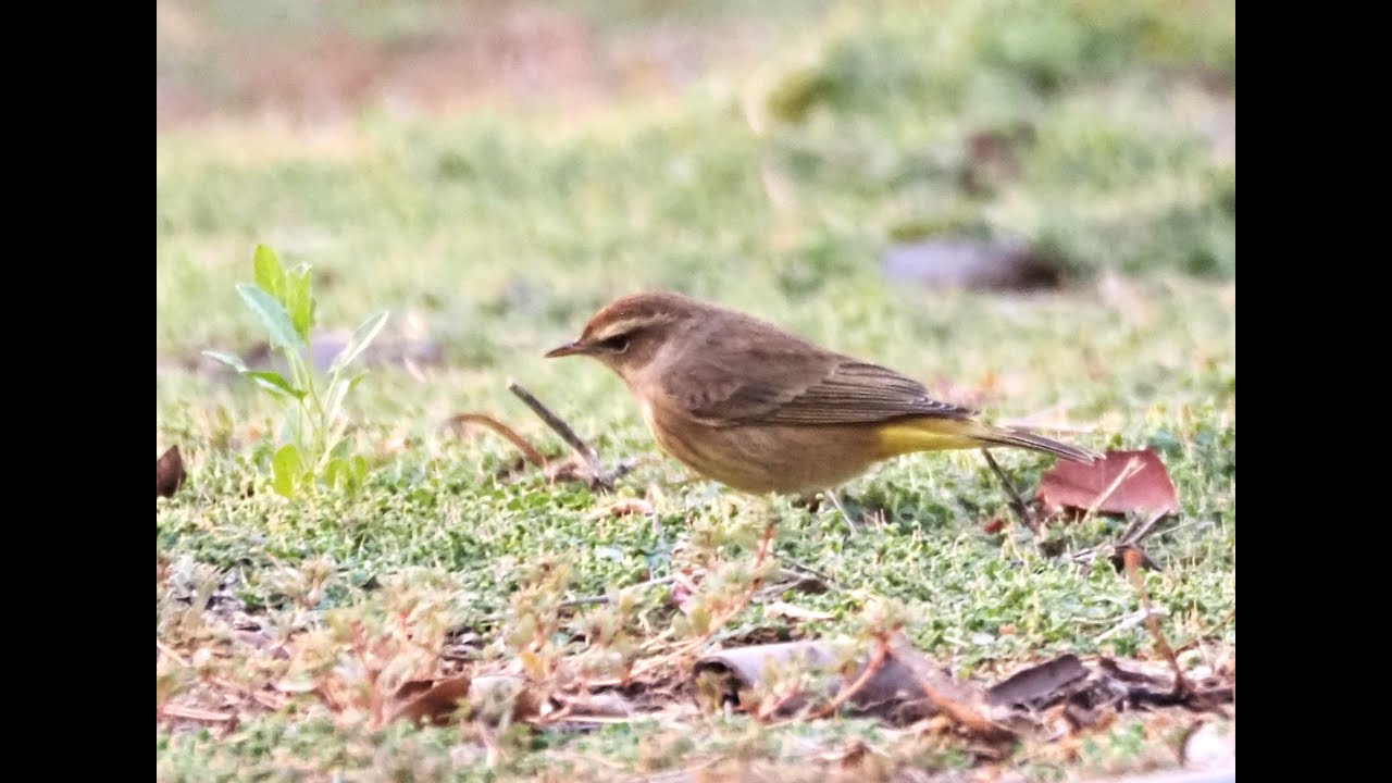Palm Warbler Foraging, Hopping, Tail wagging - OC-CA Oct 2025