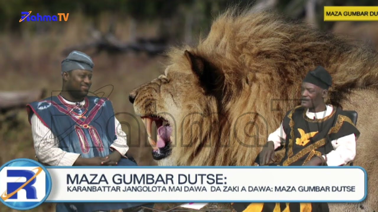 MAZA GUMBAR DUTSE- Yadda Mukayi Arangama Da Zaki Jangolota Baban Rumfa.