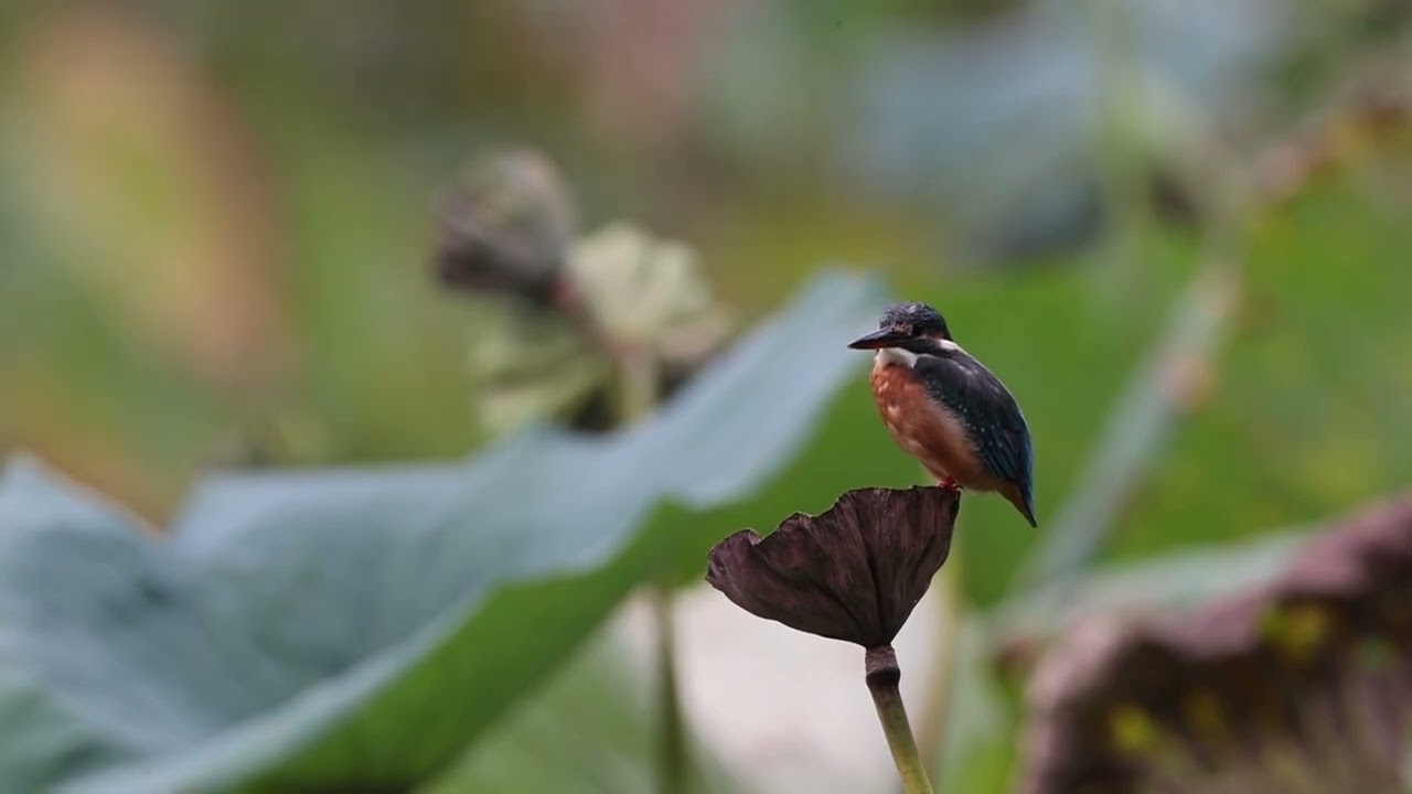 Birds sound #birds #ytshorts #youtubeshorts 